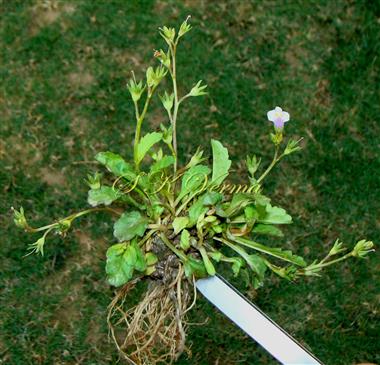  Plant